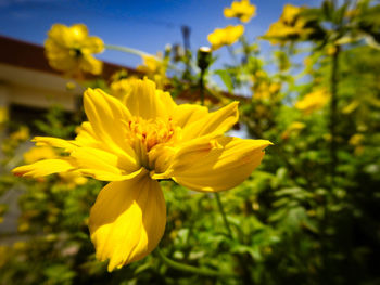 Close-up of yellow flowers blooming outdoors