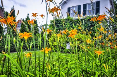 Yellow flowers blooming in field