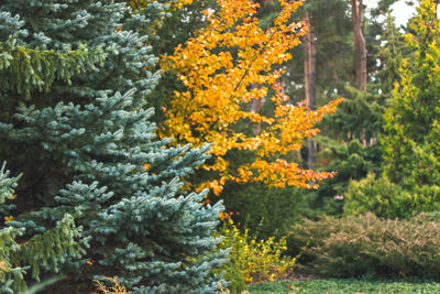 Close-up of yellow flowering plant in forest