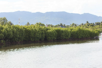 Scenic view of lake by trees against sky