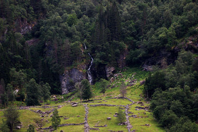 Pine trees in forest