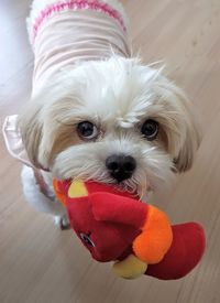 Portrait of dog with toy