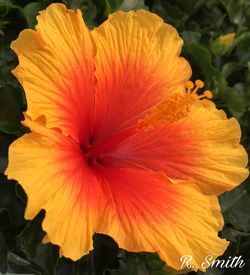 Close-up of orange hibiscus blooming outdoors