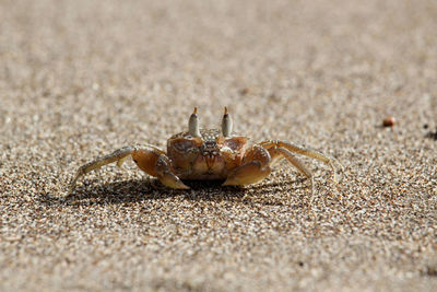 Close-up portrait of crab on sand