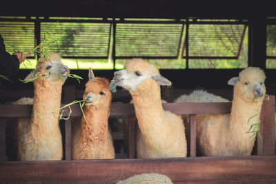 Sheep in a pen