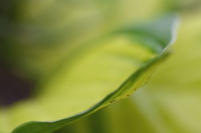 Close-up of fresh green plant