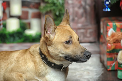 Close-up of a dog looking away