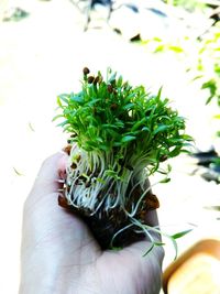 Close-up of hand holding plant