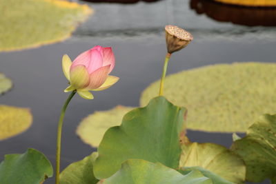 Close-up of lotus water lily in lake