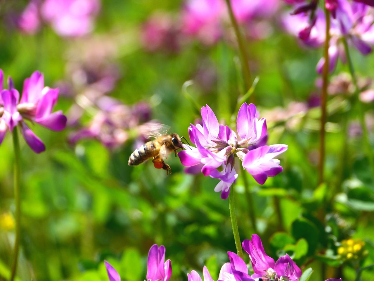 flower, animal themes, insect, animals in the wild, freshness, one animal, wildlife, fragility, petal, pollination, pink color, growth, beauty in nature, focus on foreground, flower head, close-up, bee, purple, nature, plant