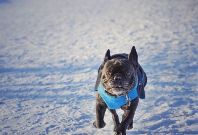 High angle view of a dog on snow