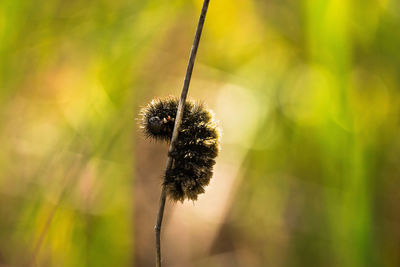 Close-up of caterpillar on plant