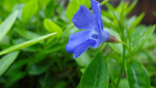 Close-up of purple flowers