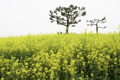 Scenic view of oilseed rape field against sky