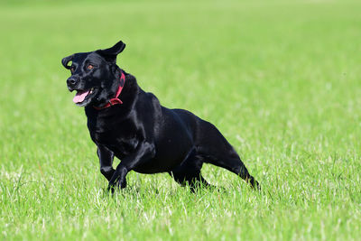 Action shot of a young black labrador retriever running through a field