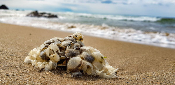 Close-up of shell on beach