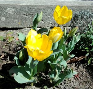 Close-up of yellow crocus blooming outdoors