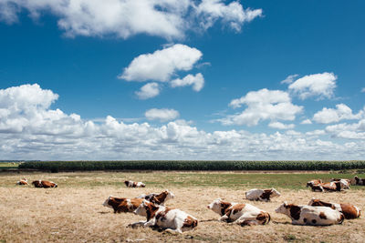 Cows sitting on field against sky