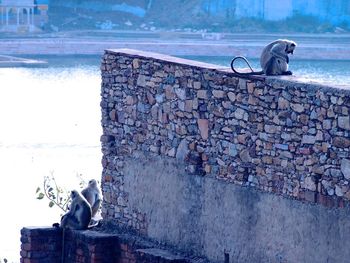 Langurs on surrounding wall by lake