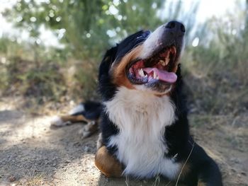 Close-up of a dog on field