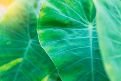 Macro shot of green leaves