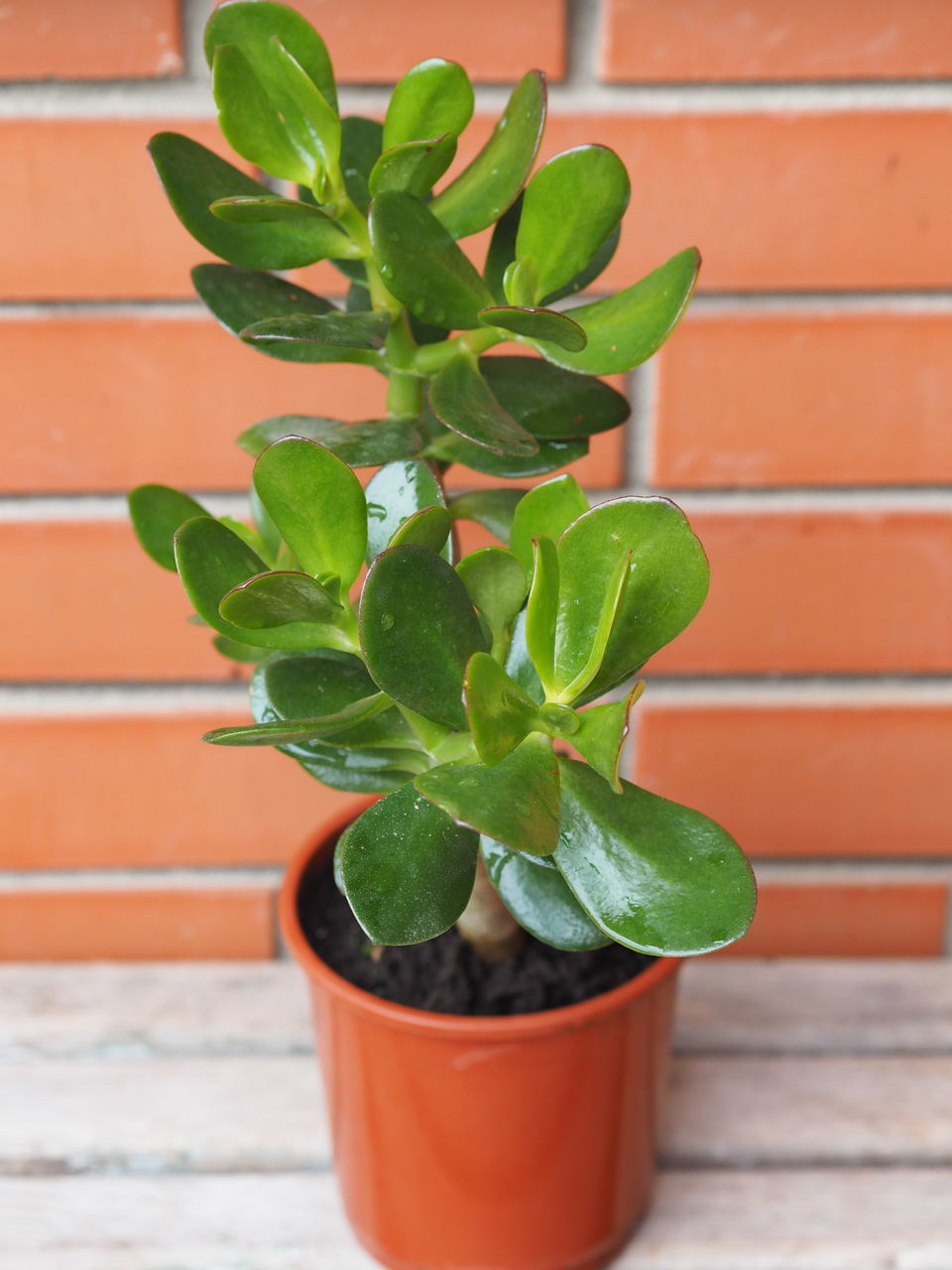 CLOSE-UP OF POTTED PLANT IN POT