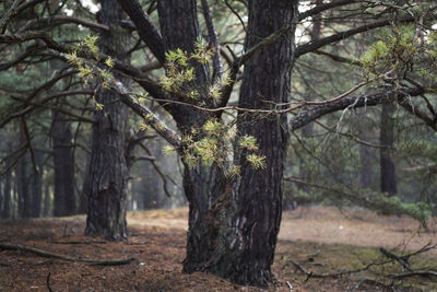 View of trees in forest