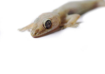 Close-up of a lizard on white background