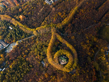 High angle view of trees growing in field