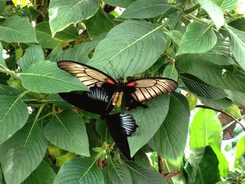 High angle view of butterfly on leaf