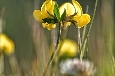 Close-up of yellow flower