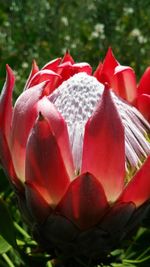 Close-up of red flower