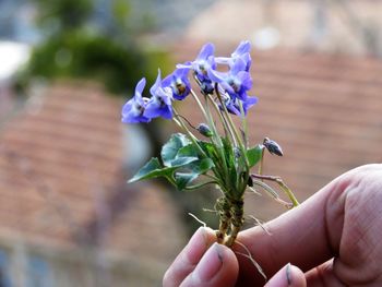 Close-up of hand holding purple flowering plant