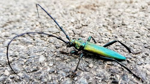 Close-up of insect on rock