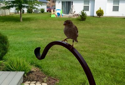 Bird on grass