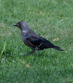 Side view of a bird on land