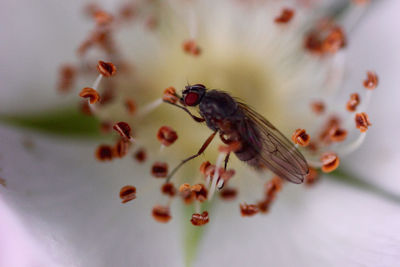 Close-up of bee pollinating on flower