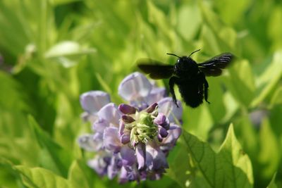 Close-up of bee on purple flower