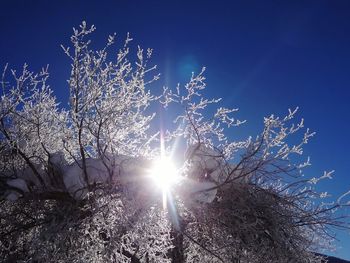 Sun shining through trees