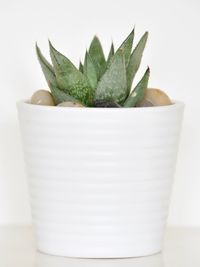 Close-up of succulent plant over white background