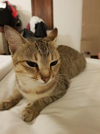 Close-up of a cat resting on bed