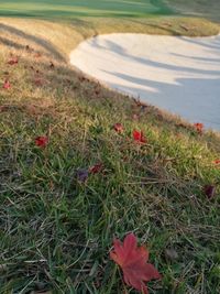 High angle view of red flower on field