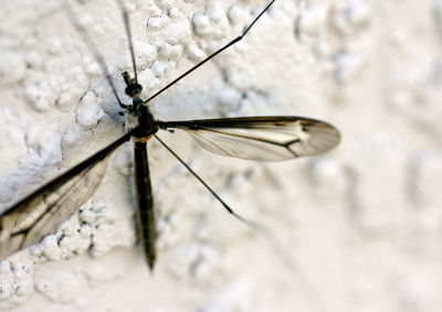 Close-up of insect on wall