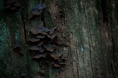 Close-up of mushrooms growing on tree trunk in forest