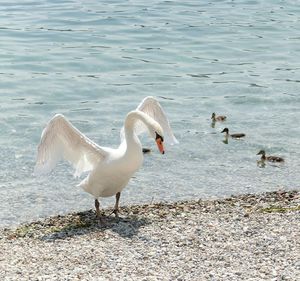 High angle view of mute swan flapping wings at lakeshore