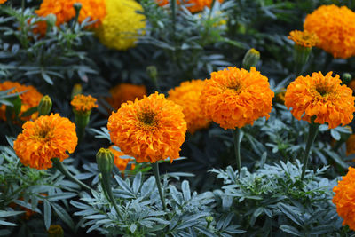 Close-up of red flowers