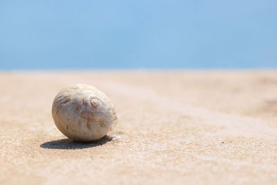 Close-up of snail on sand at beach against sky