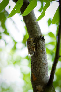 Close-up of lizard on tree trunk