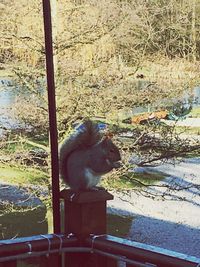 Close-up of monkey on tree