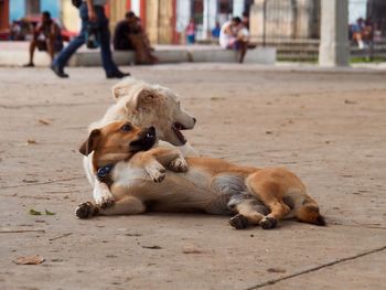 Dog relaxing in a city